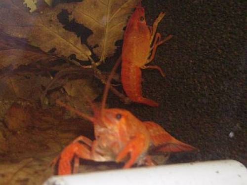 reinerbige procambarus clarkii orange