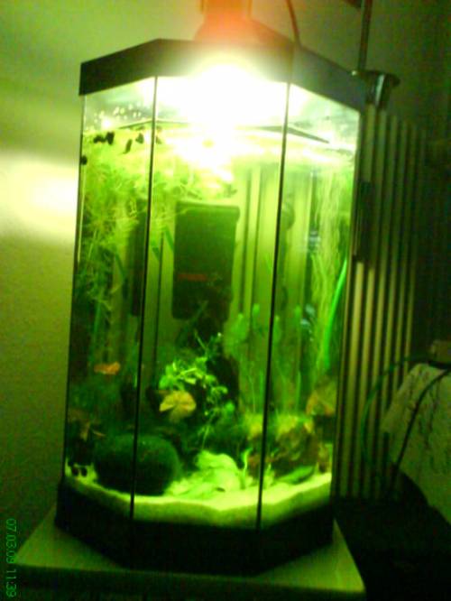 aquarien und zubehör