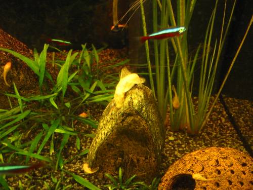 ancistrus albino jungtiere