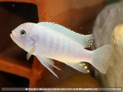 cynotilapia zebra angebot