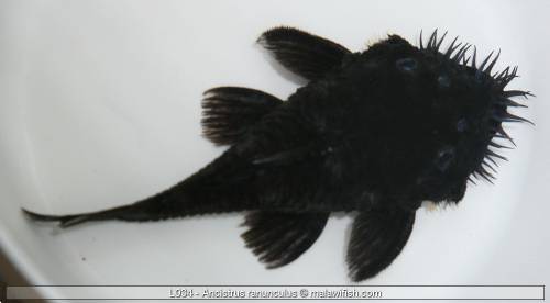 l ancistrus ranunkulus labeotropheus trevavaseae fische