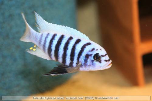 malawibuntbarsche fische