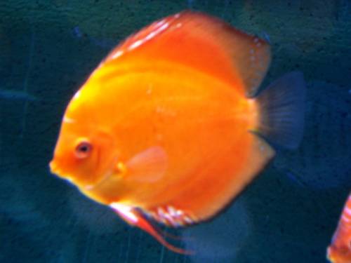 diskuszucht hohenadel