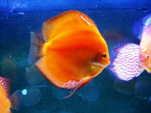 diskuszucht hohenadel de