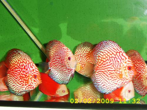 diskuszucht hohenafdel