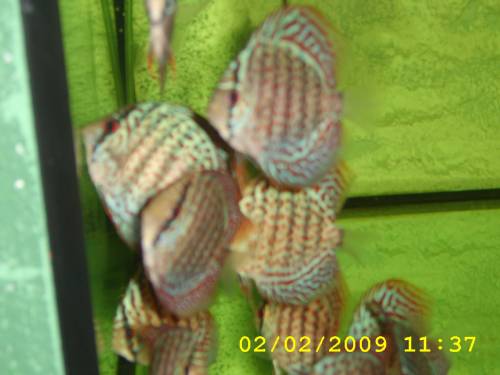 diskuszucht hohenadel