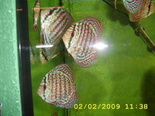 diskuszucht hohenadel