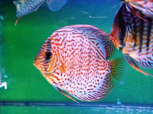 diskuszucht hohenadel