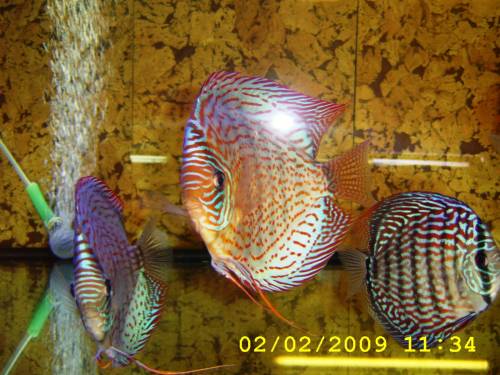 diskuszucht hohenadel