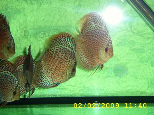 doiskuszucht hohenadel