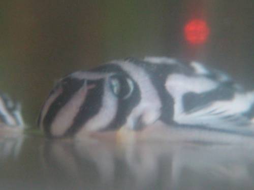 l zebra harnischwels