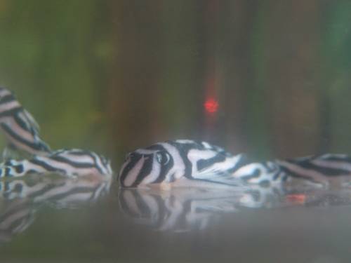 l wels aus eigener zucht