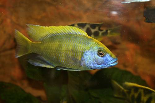 nimbochromis venustus p�rchen