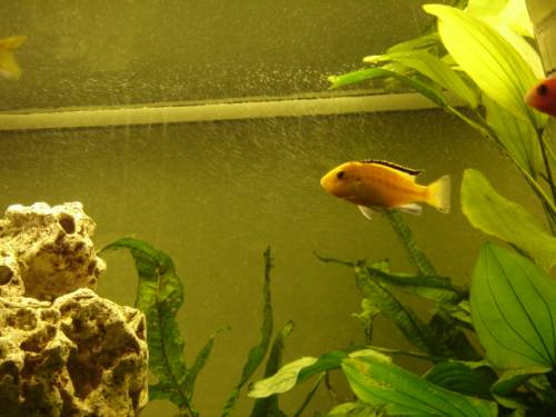 yellow sc ahli und ps acei m�nnchen malawi