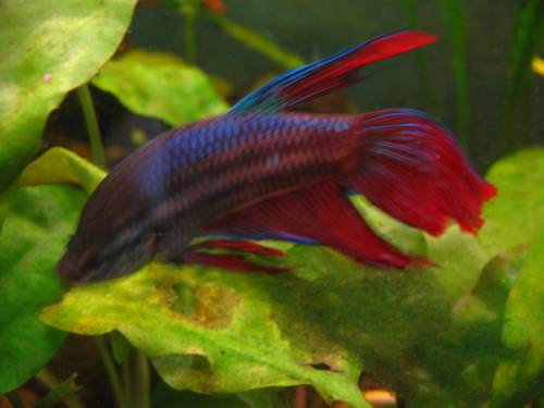 betta splendens zuchtgruppen