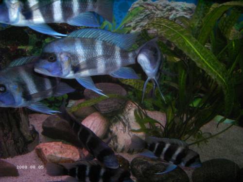 c frontosa blue zaire