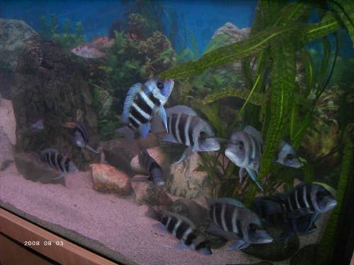 c frontosa blue zaire