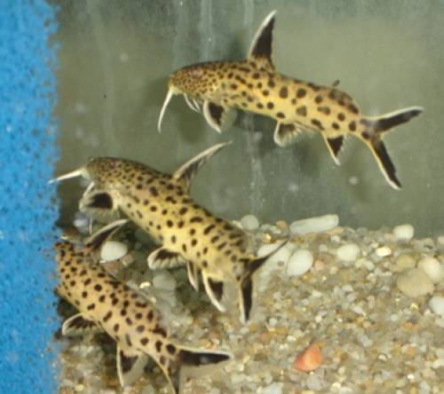 synodontis petricola dwarf zaire