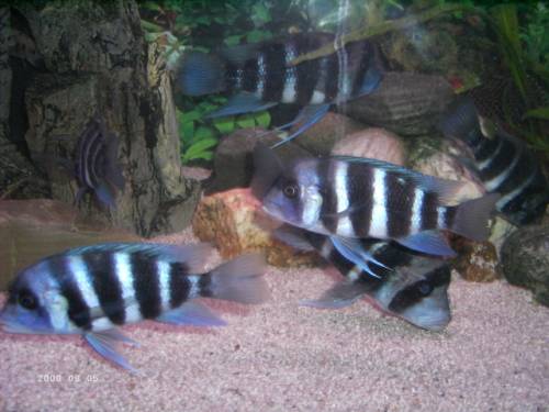 c frontosa blue zaire