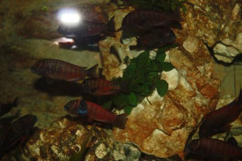 tropheus moliro wfnz