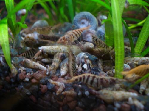 indische streifengarnelen caridina abzugeben