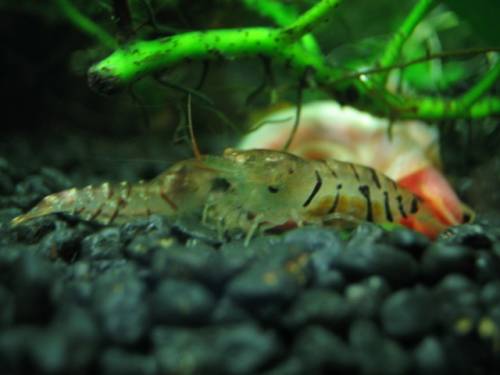 tiger oe abzugeben knuffige jungtiere spalterbig blau