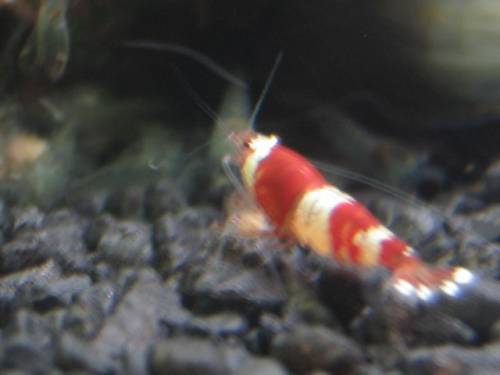 red bee garnelen tigerzahn oder band