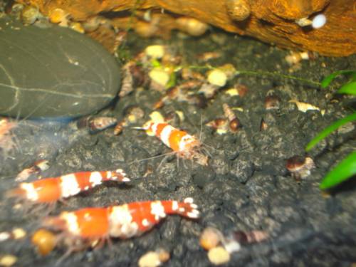 red bee garnelen tigerzahn oder band