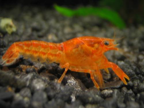 cpo p�rchen abzugeben adult