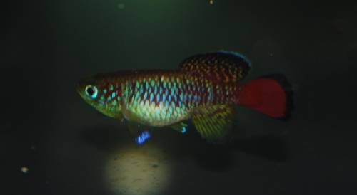 nothobranchius guentheri prachtgrundk�pfling