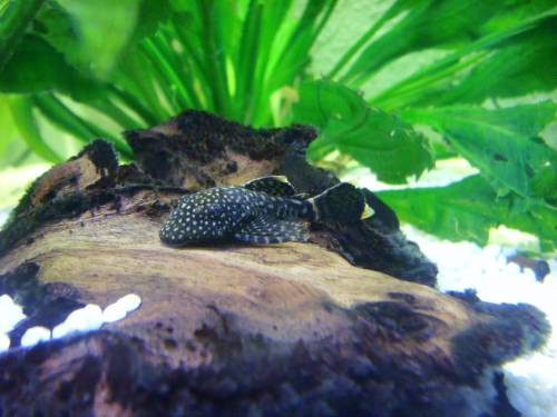 braune antennenwels nachzuchten