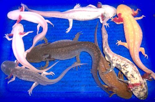 axolotl ambystoma mexicanum eier