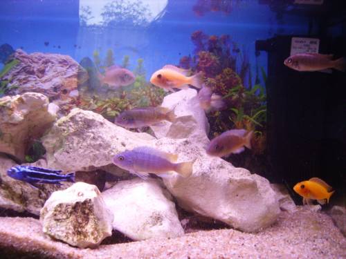 malawi buntbarsche jungtiere