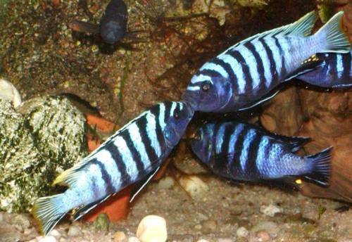 gr�nflossen buntbarsche