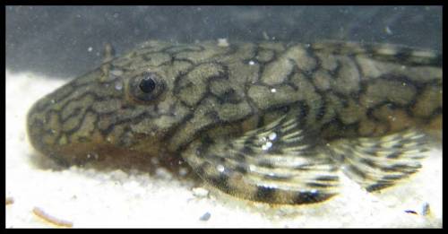wurmlinienancistrus ancistrus sp rio tocantins 