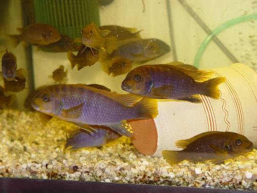 labidochromis hongi