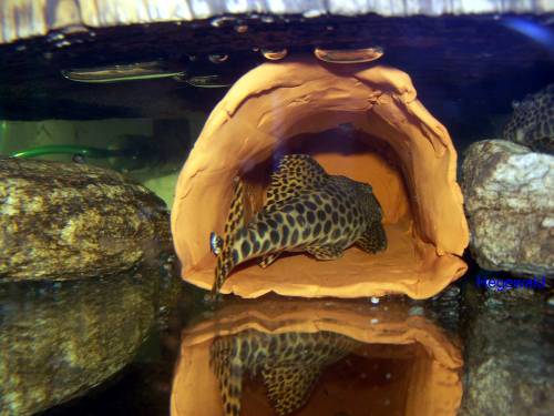 suche l m�nnchen adult mindestens cm