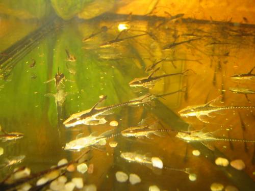 goldbartels sturisoma aureum