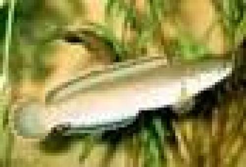 channa orientalis demn�chst abzugeben