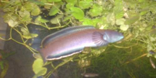 channa orientalis abzugeben