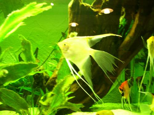  goldkopfskalare und drachenkopfskalare abzugeben