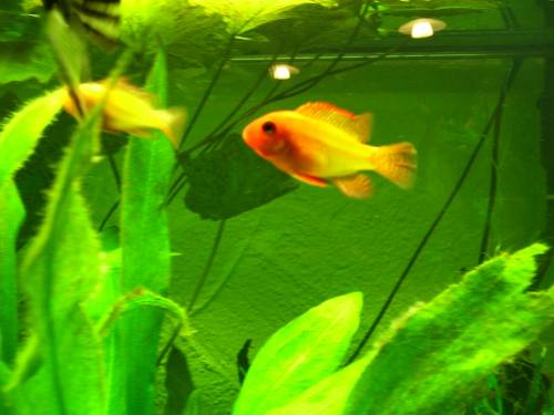 p�rchen goldfarbene schmetterlingsbuntbarsche