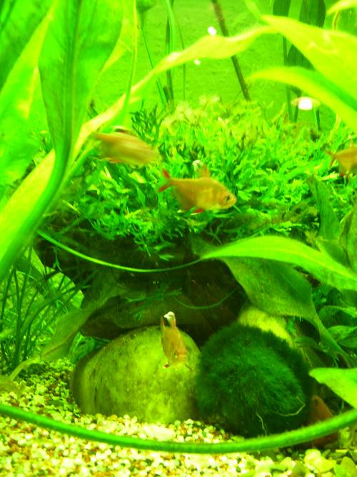 kirschfleckensalmler