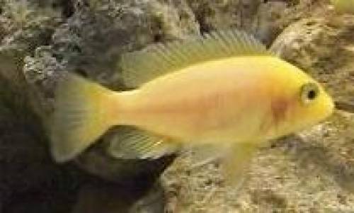 aulonocara spec firefish