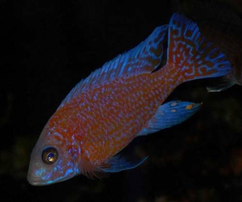 kompletter aulonocara schwarm kaiserbarsche abzugeben