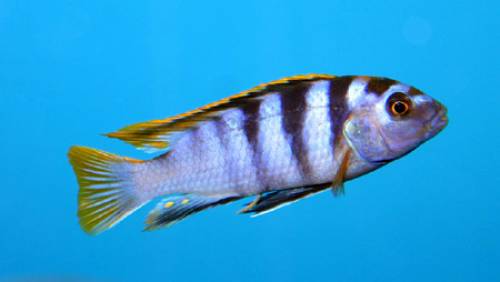 pseudotropheus saulosi labidochromis mbamba bay usw