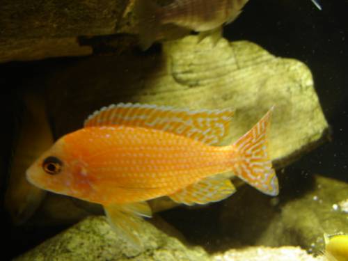 malawiseecichliden