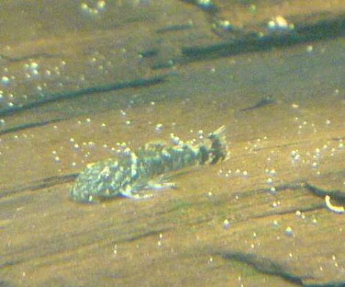 blauer antennenwels ancistrus dolichopterus