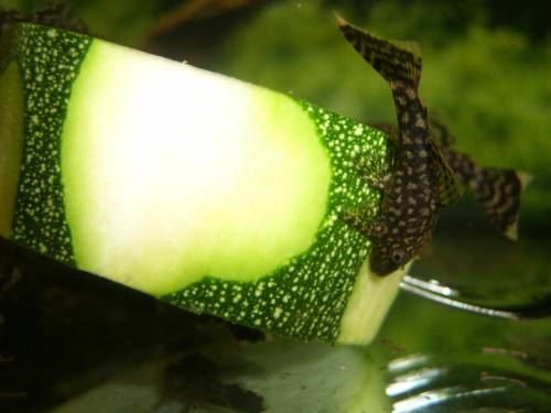 ancistrus dolichopterus oder spec