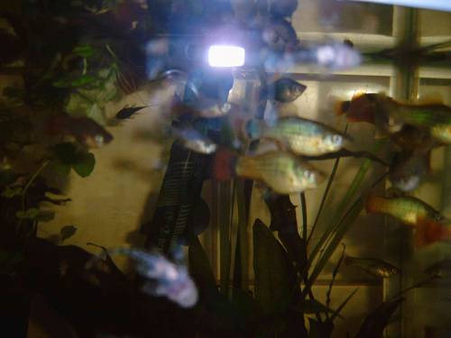 flamingo platy platys platies